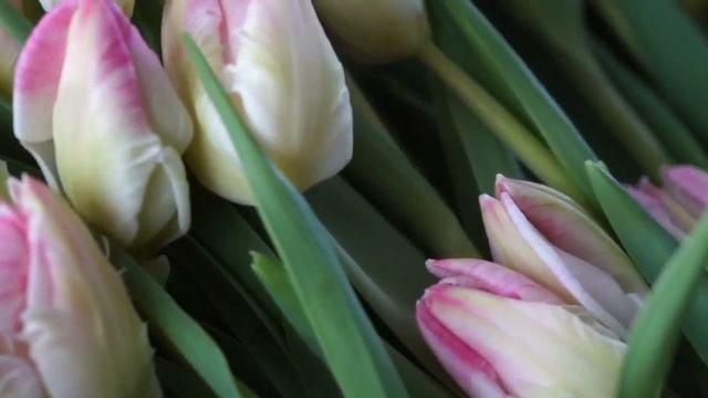 Пионовидный сорт Cabanna смотреть онлайн