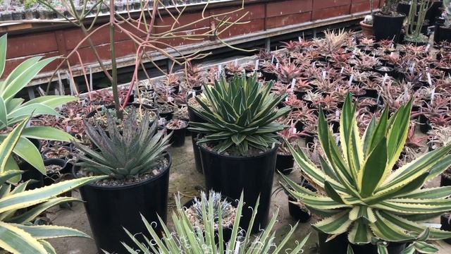 Коллекция редких пестролистных Агав Георгия Аристова смотреть онлайн