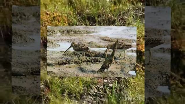 Болото. Презентация для дошкольников смотреть онлайн