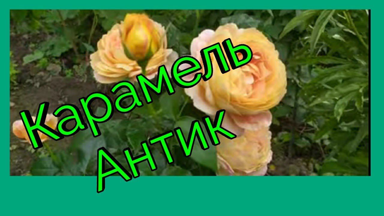 Роза Карамель Антик. смотреть онлайн