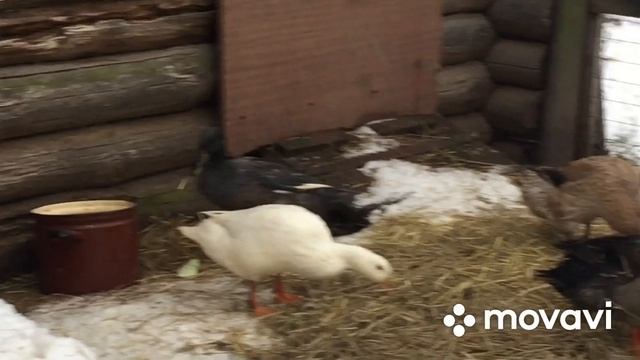 Зимнее содержание бегунков/Гуси радуются снегу смотреть онлайн