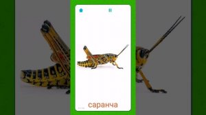 Насекомые для детей со звуком! #насекомые#жук#паук#бабочка#насекомые