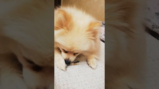 Шпиц Бэтти грызет семечки!!! смотреть онлайн