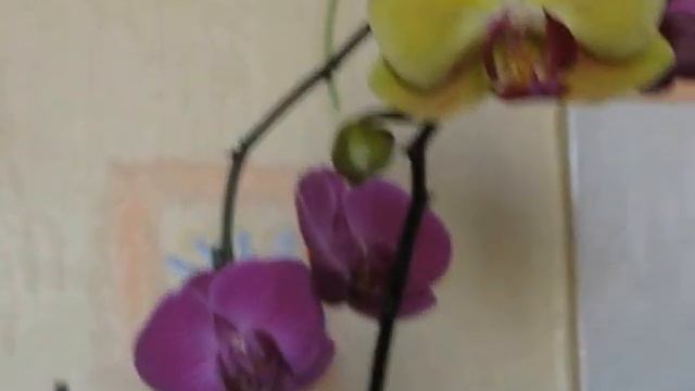 Обзор цветения на начало мая смотреть онлайн