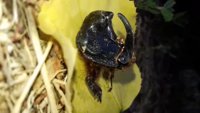 Bube Srbije-Nosorožac (Oryctes nasicornis) смотреть онлайн