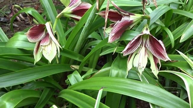 Amarilis mariposa: Hippeastrum papilio (www.riomoros.com) смотреть онлайн