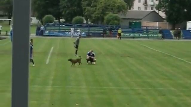 Собаку удалили с поля во время футбольного матча чемпионата Беларуси. смотреть онлайн