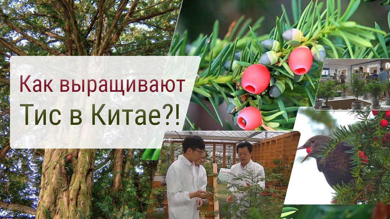 Как выращивают тис в Китае?!