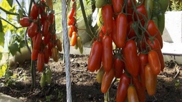 ТОМАТ ЖИГАЛО - характеристика томата Жигало смотреть онлайн