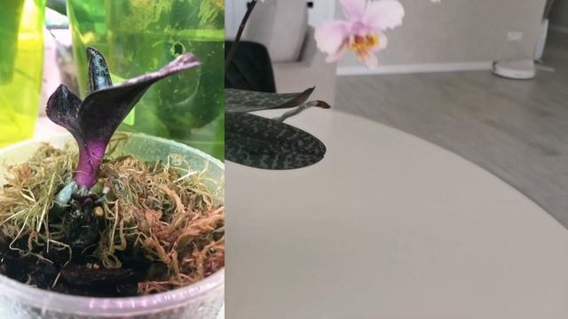 Орхидея Филадельфия. Мой опыт восстановления/реанимации орхидеи. Phal. Philadelphia? смотреть онлайн