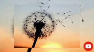 Очень красивая песня!Христианская песня одуванчики-Стоит послушать
