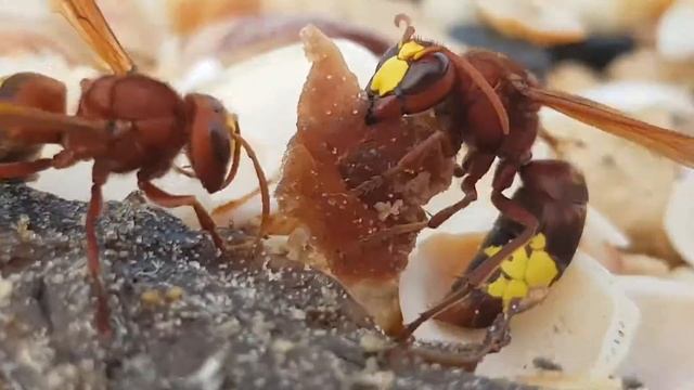 Пушистые Сюрпризы