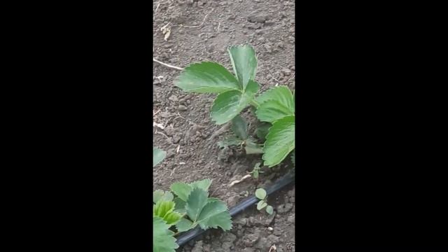 Триходерма вериде для клубники. Отзыв нашего клиента. Можно ли использовать Триходерму на клубнике? смотреть онлайн