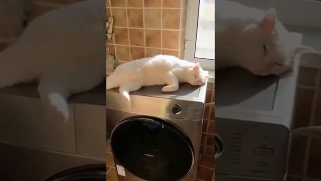 Очень флегматичный кот смотреть онлайн