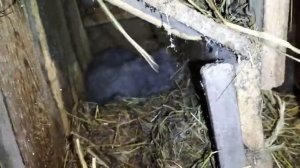 Содержание кроликов зимой на улице.