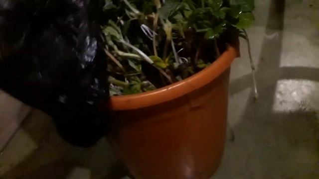 Простой способ доращивания усов клубники в домашних условиях смотреть онлайн