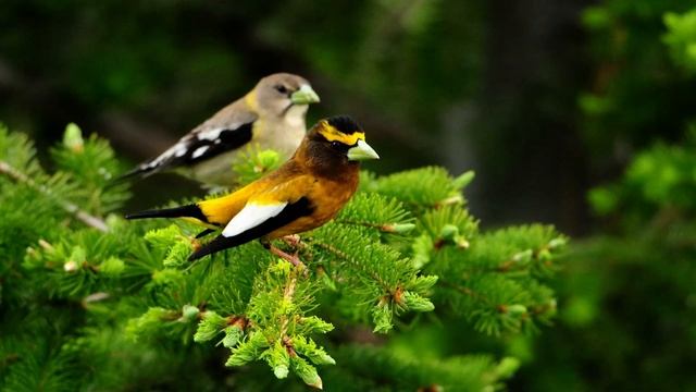 Звуки природы и пение птиц для релаксации и медитации Soothing sounds of birdsong for relaxation смотреть онлайн