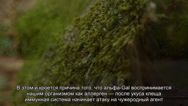 Аллергия на мясо: чем опасны клещи смотреть онлайн