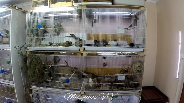Мои клесты. My Crossbill's.