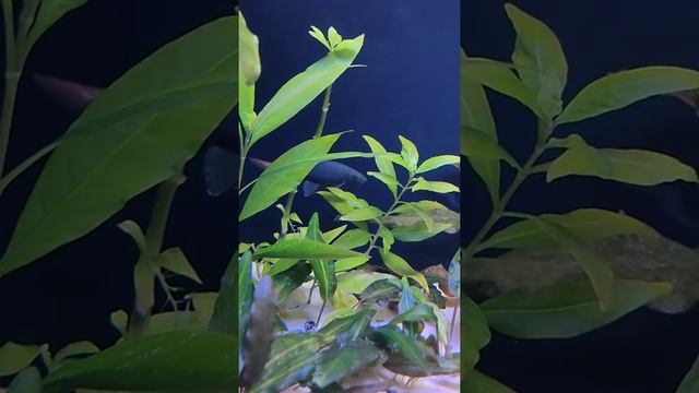 ? Лабео биколор смотреть онлайн