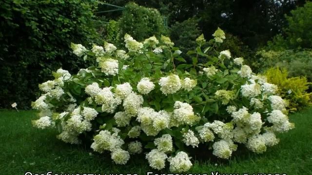Гортензия метельчатая Юник: описание, посадка и уход смотреть онлайн