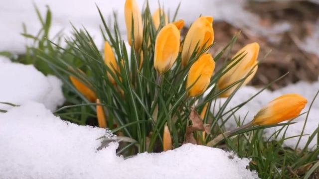 Весна.Spring. смотреть онлайн