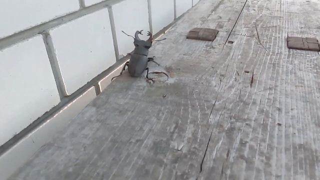 Жук - олень рогач, самый крупный жук. смотреть онлайн
