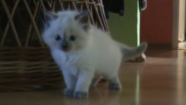 Blue-Mitted Kätzchen смотреть онлайн