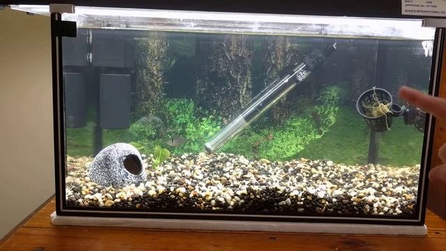 Sick Black Phantom Tetra смотреть онлайн