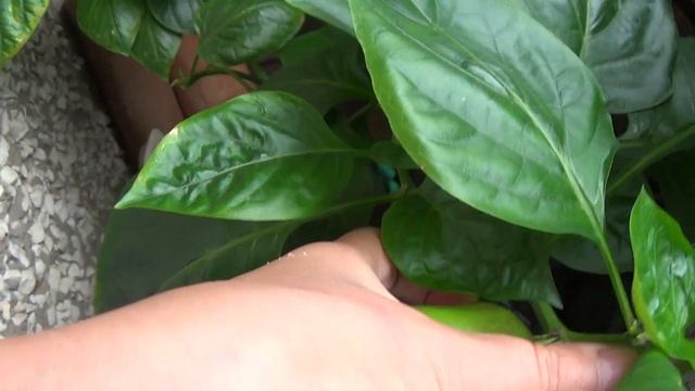 Выросли шикарные перцы на балконе огородик 18 июля 2021 смотреть онлайн