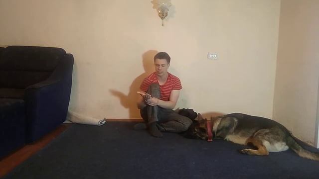 НЕМЕЦКАЯ ОВЧАРКА ПЛЮСЫ И МИНУСЫ| ОТЗЫВ О ПОРОДЕ НЕМЕЦКАЯ ОВЧАРКА| КАК ДРЕССИРОВАТЬ НЕМЕЦКУЮ ОВЧАРКУ смотреть онлайн