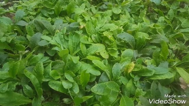 How to store Primula/Polyanthus part2 смотреть онлайн