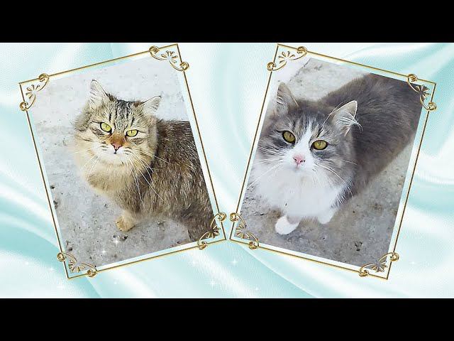 ЗВЕЗДЫ ЭКРАНА КОШКИ БЕЛКА И СТРЕЛКА, СМЕШНЫЕ КОТИКИ ИГРАЮТ В САДУ. КОШКИНЫ ПРИКОЛЫ