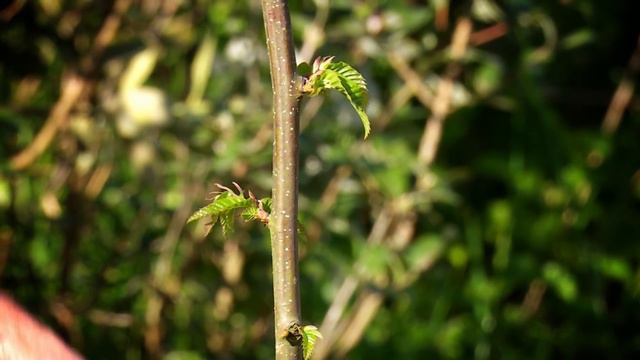 აგრო რჩევები | ალტერნატიული კულტურების სარგებელი смотреть онлайн