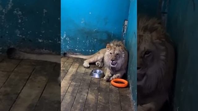 Возвращение Симбы ))) издаёт звуки настоящий Лев ? смотреть онлайн