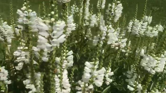 Хорошо в деревне летом