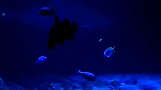 Rekin. ZOO Warszawa. смотреть онлайн