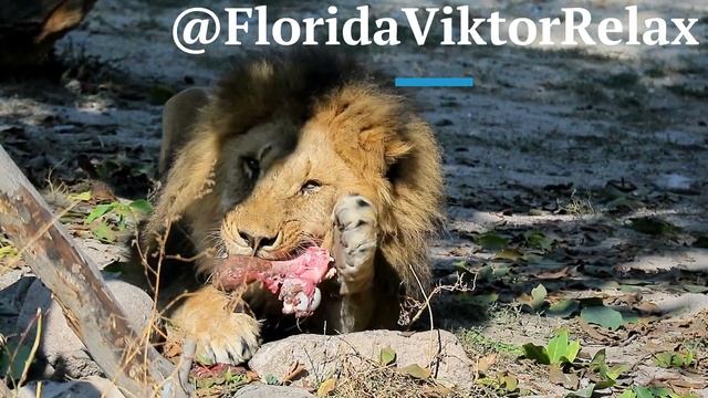 Lions and Wildlife African Music Relax смотреть онлайн