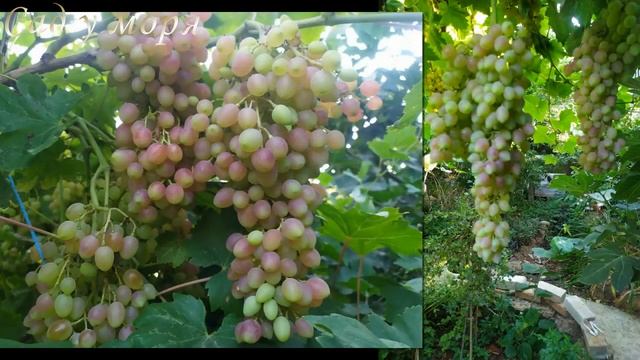 Виктор,Фуршетный, Руслан ,Одесский сувенир,кишмиш лучистый и велес смотреть онлайн