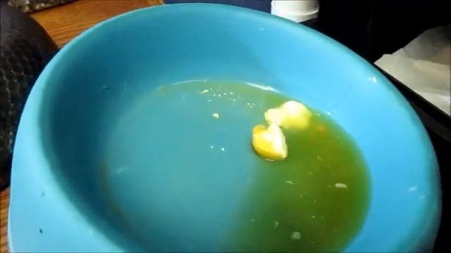 Why hasn't my Short Tail Python (or blood) POOPED in forever? WARNING: Gross! смотреть онлайн
