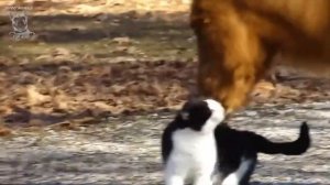 Коты и Лошади. Звериная любовь