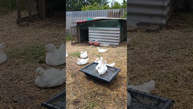 Гусь Нет, я Орол!!! 😍🦢 #кубань смотреть онлайн