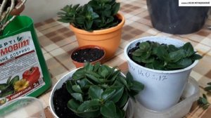 ПОВТОРНОЕ  ЦВЕТЕНИЕ  КАЛАНХОЭ. Как этого добиться практически. Черенкование и посадка.