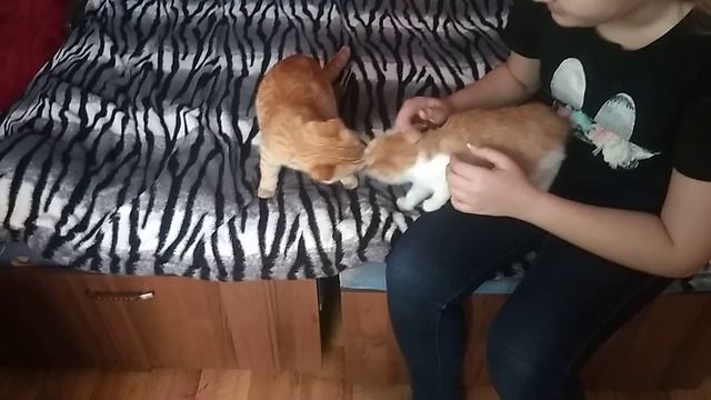 Ох уж эти коты рыжие ? смотреть онлайн