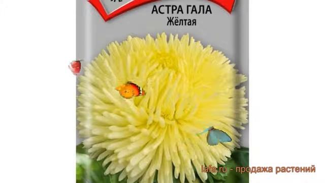 Астра обыкновенный Желтая ? обыкновенный астра Желтая обзор: как сажать, семена астры Желтая смотреть онлайн