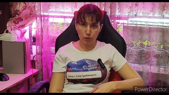 о выращивании рассады капусты ? смотреть онлайн