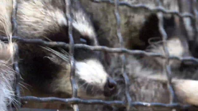 Енотики с удовольствием кушают виноград! Raccoons are happy to eat grapes! смотреть онлайн