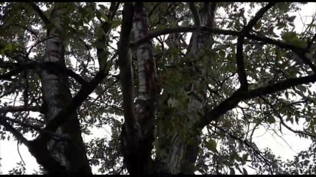 Обучение у шаманов в Горном Алтае смотреть онлайн