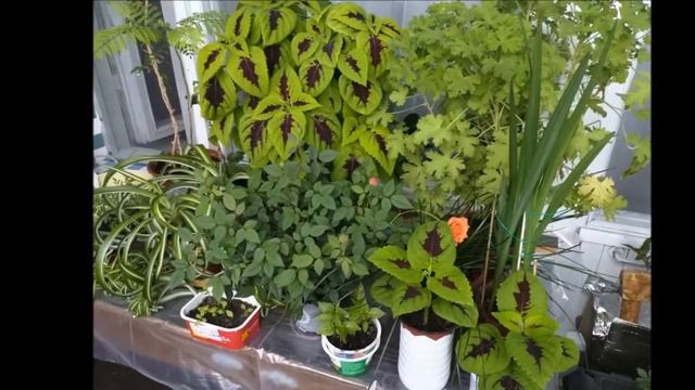 "Подари вторую жизнь молочной бутылке" Рощин Владимир, гр. "Солнышко" смотреть онлайн