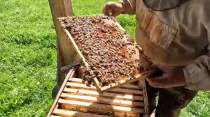 Чтобы пчелы не роились